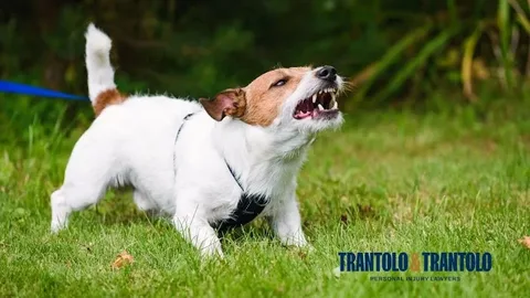Trantolo & Trantolo