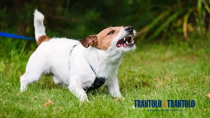 Trantolo & Trantolo